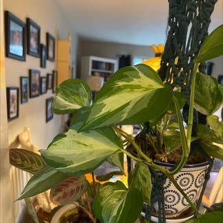 Golden Pothos plant in East Northport, New York