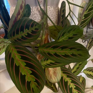 Green Prayer Plant plant in East Northport, New York