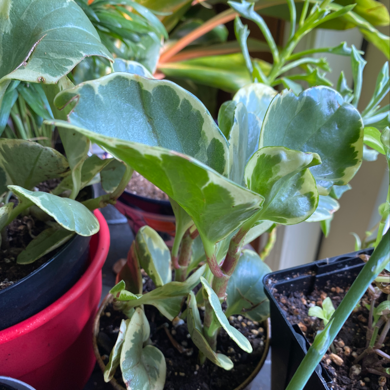 Healthy baby rubber plant with glossy green oval leaves in a small pot, soil visible.