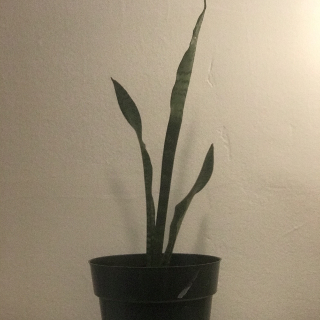 Plant care for Pothos on Greg, the plant care app