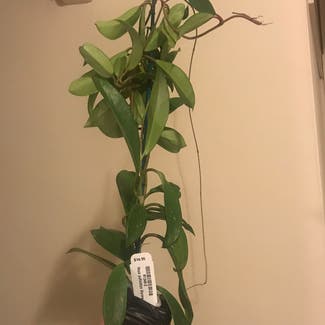 Hoya pubicalyx plant in New York, New York