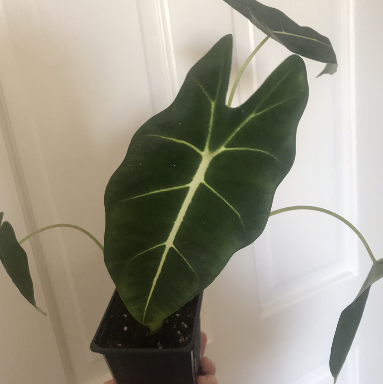 Alocasia 'Frydek' plant photo by @Rguffey333 named Freddie on Greg, the plant care app.