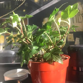 English Ivy plant in New York, New York