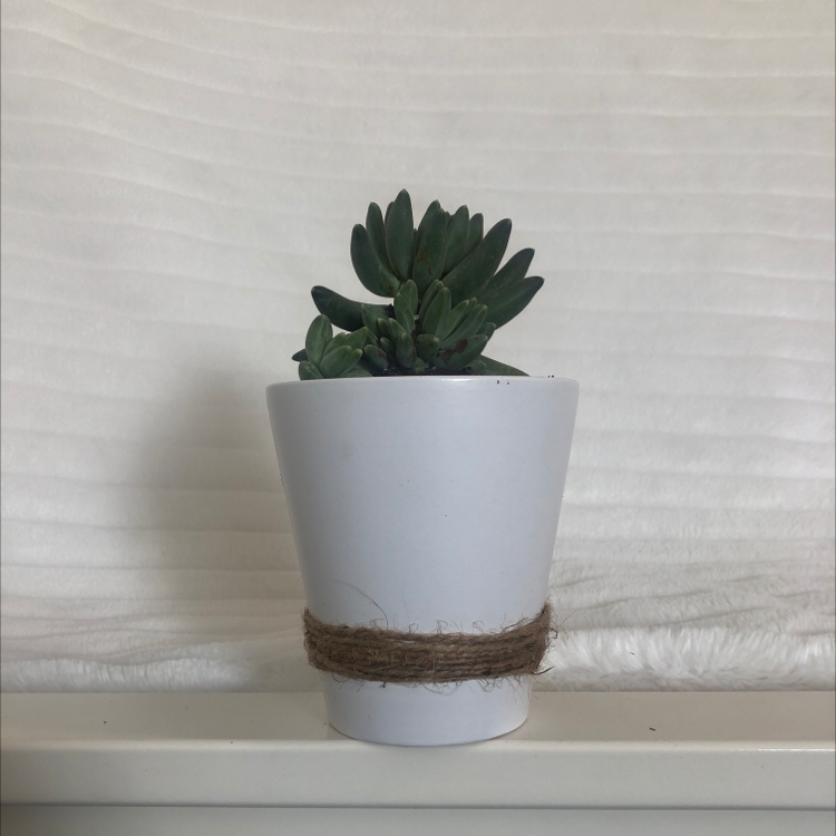 Crassula cotyledonis succulent in a white pot with twine decoration, healthy and well-framed.