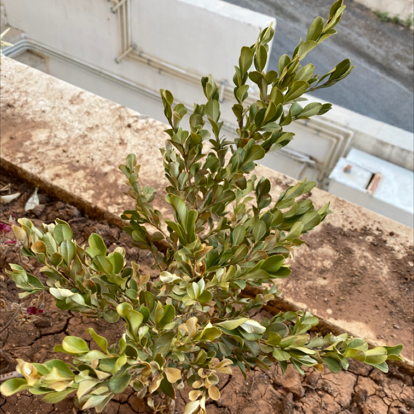 A small boxwood shrub with dense foliage growing in dry soil, showing signs of yellowing leaves and stunted growth.
