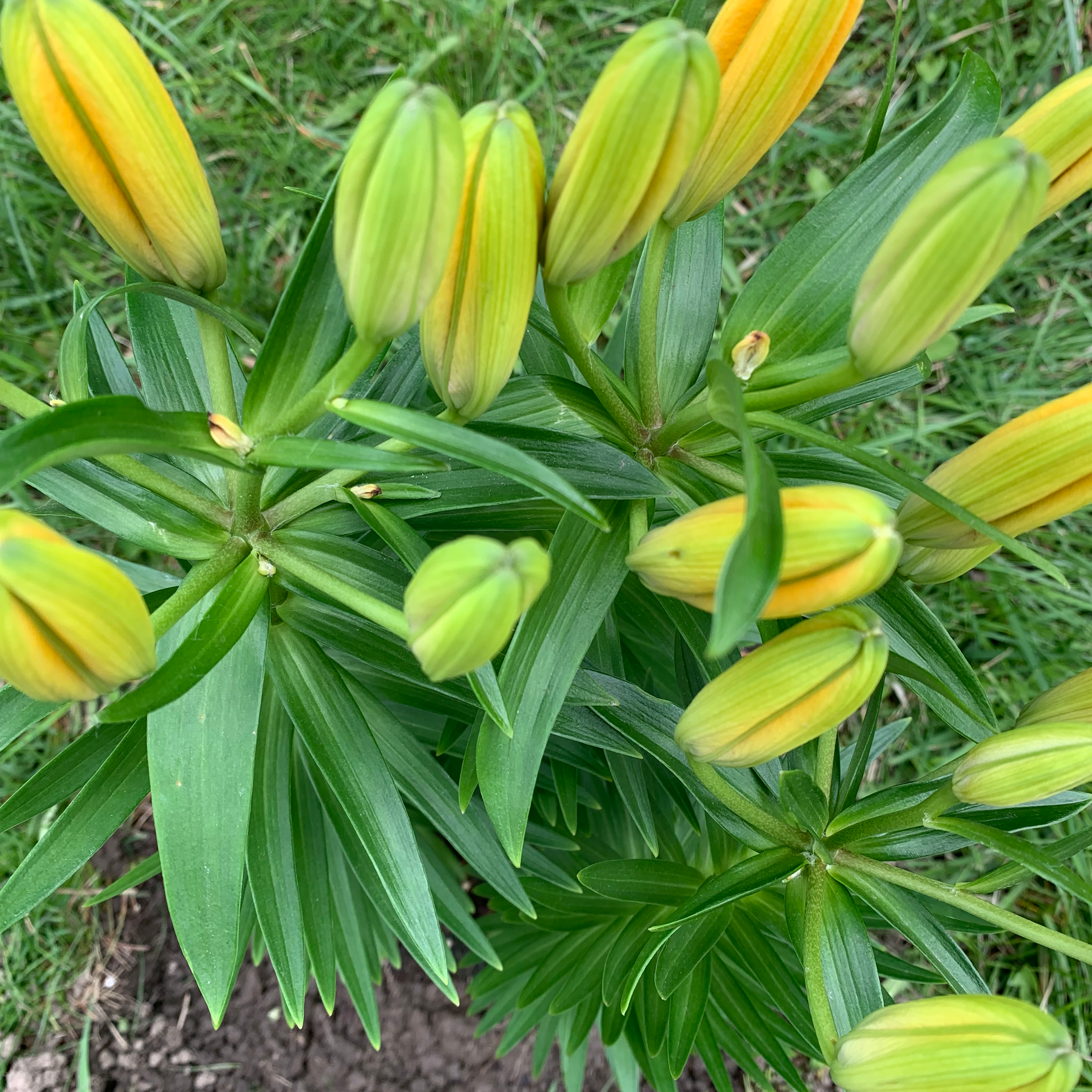 Orange Lily plant with multiple buds and vibrant green leaves.