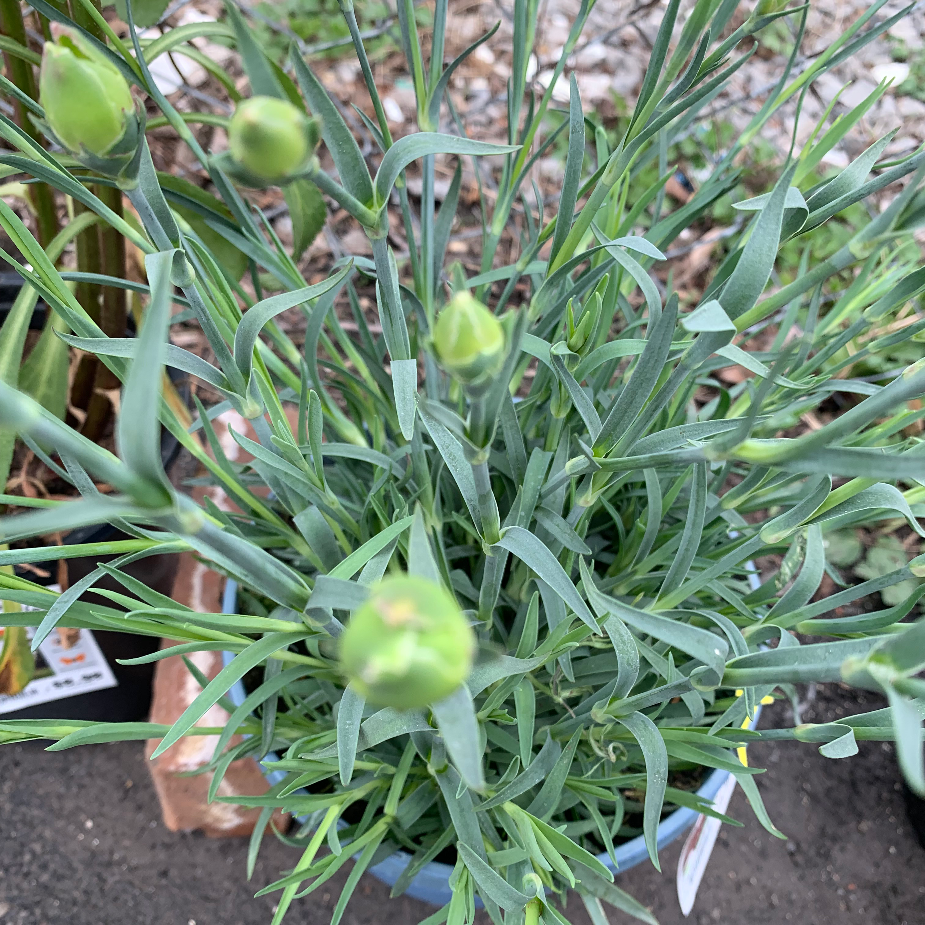 Border Carnation plant with healthy green leaves and several unopened flower buds.
