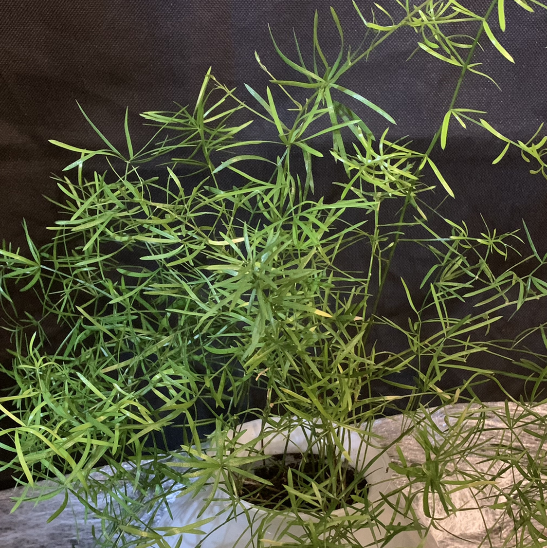 Healthy, thriving Plume Asparagus plant with lush green foliage growing in a container, soil visible at base.