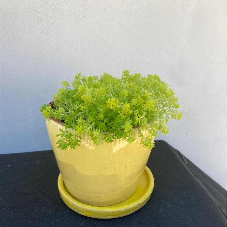 Potted Goldmoss Stonecrop plant in a yellow pot with vibrant green foliage.