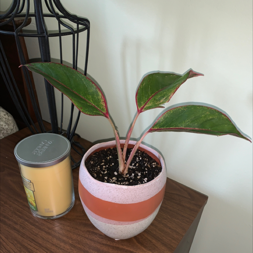 Red Siam Aurora Aglaonema plant in a pot with three healthy leaves on a wooden surface.