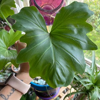 Cut Leaf Philodendron plant in Somewhere on Earth