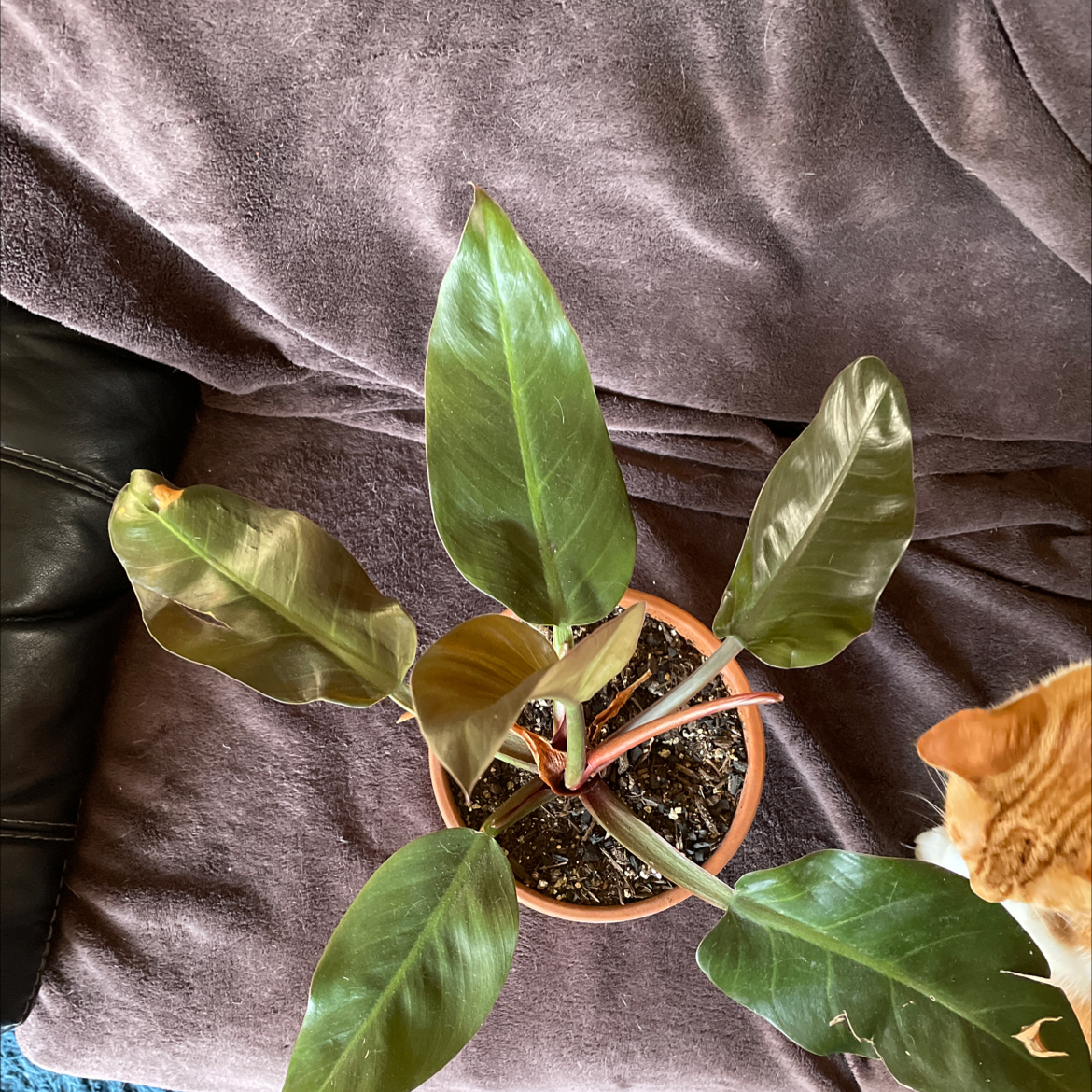 Philodendron 'Imperial Red' plant in a pot with minor leaf browning, placed on a fabric surface with a cat visible.