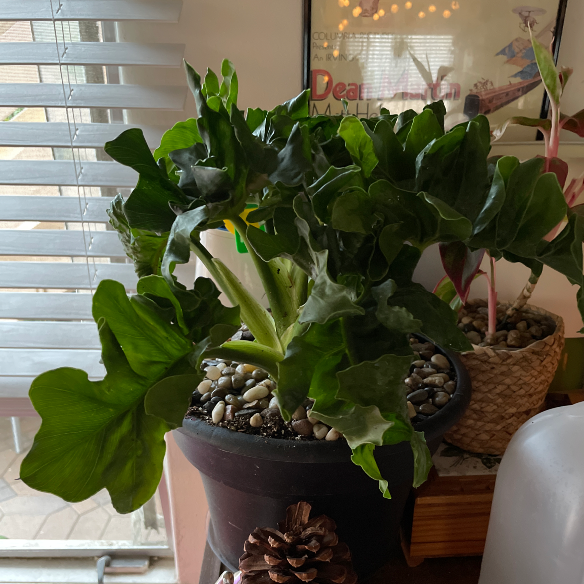 Philodendron 'Super Atom' plant in a pot with pebbles, healthy green leaves.