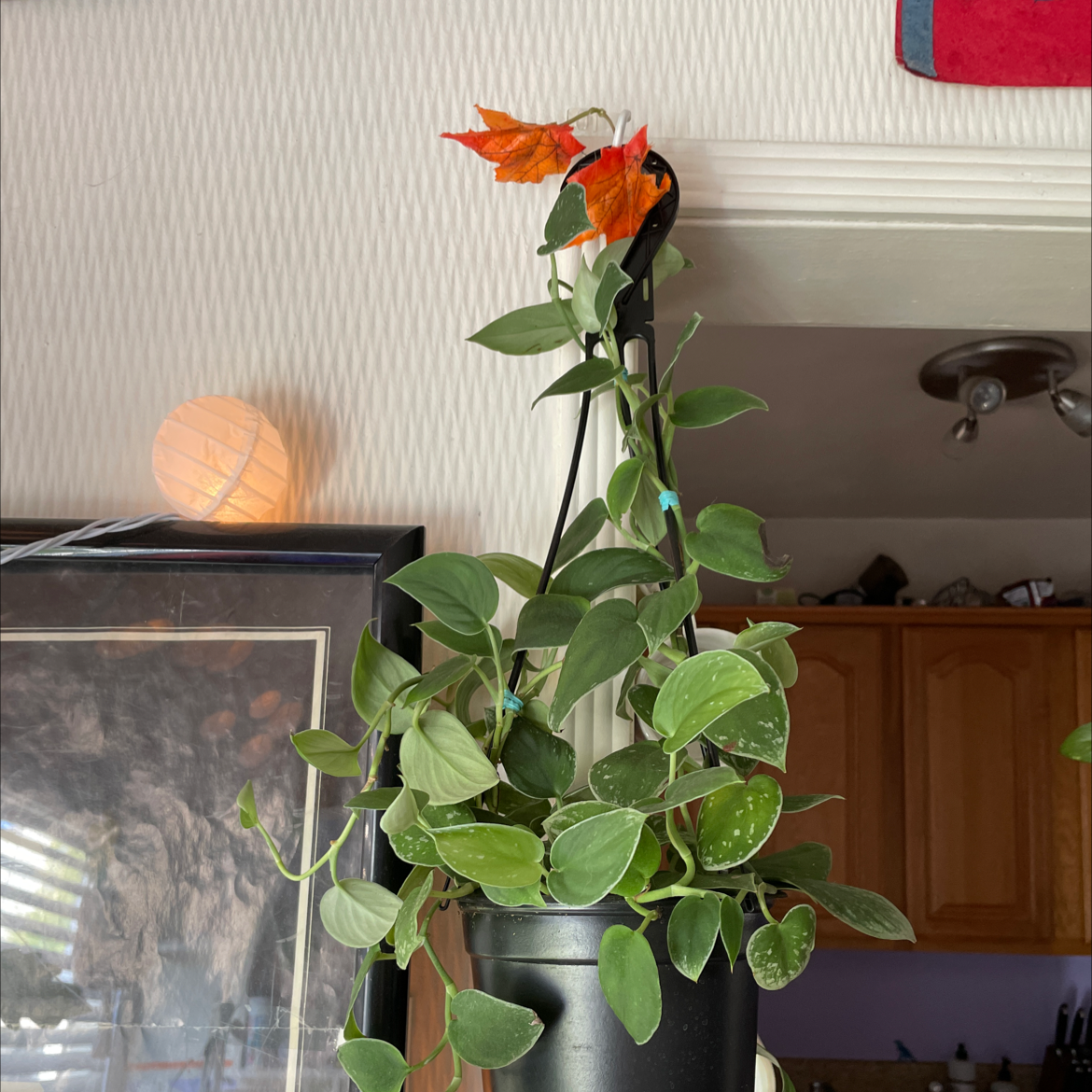 Photo of the plant species Silver Anne Pothos by @littefootlo named scindapsus on Greg, the plant care app