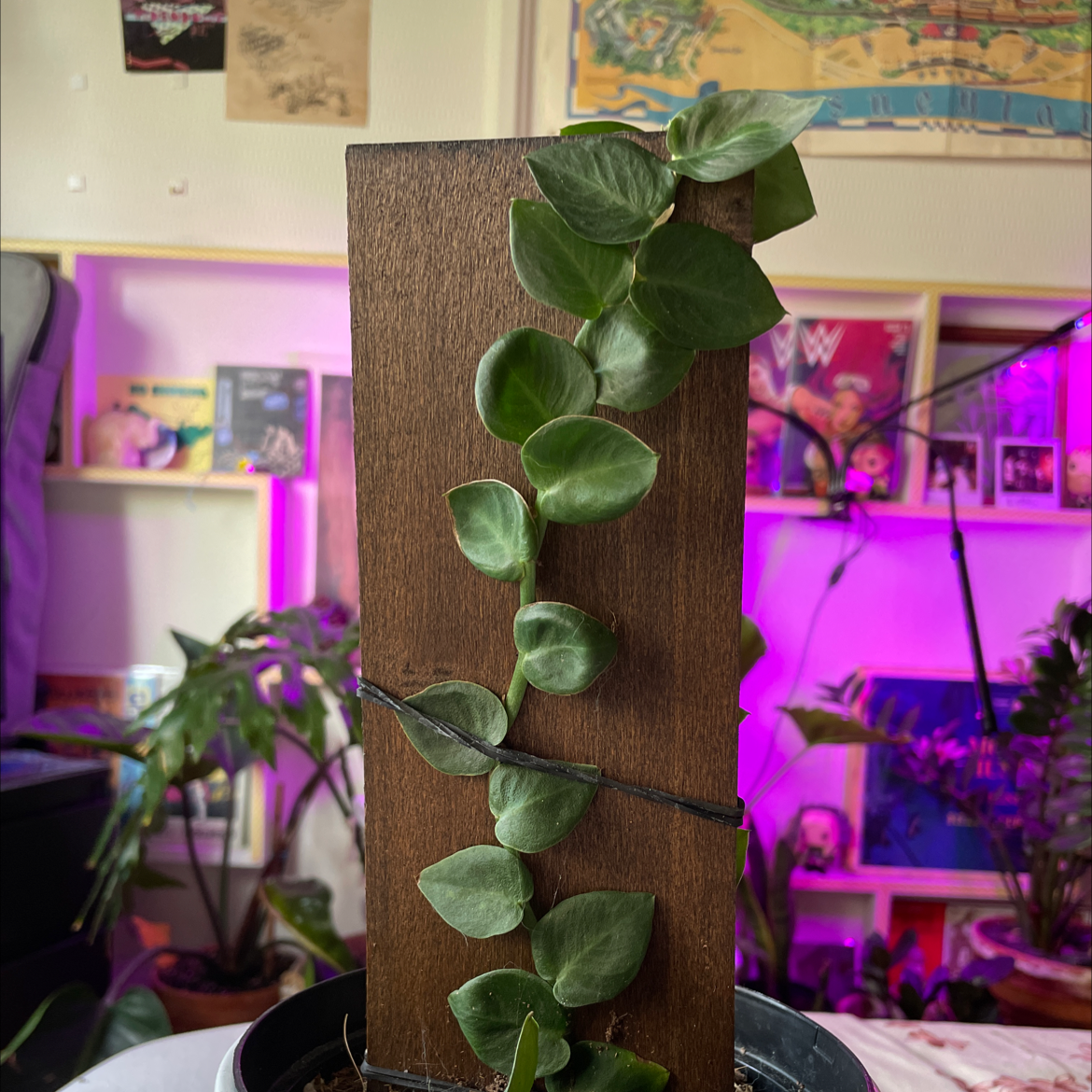 Photo of the plant species Rhaphidophora hayi by @littefootlo named r hayi on Greg, the plant care app