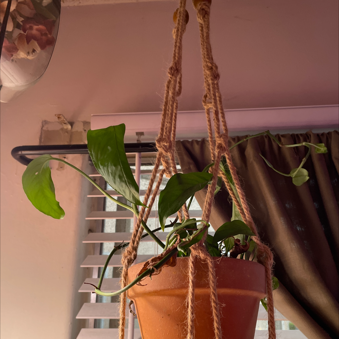 Monstera adansonii 'Laniata' in a hanging terracotta pot with green leaves.