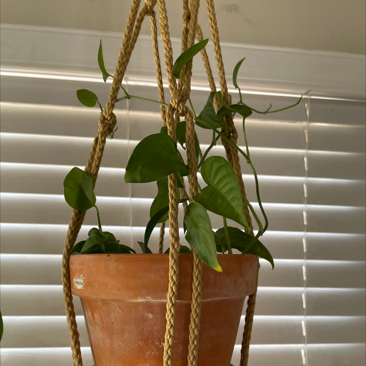 Photo of the plant species Monstera adansonii 'Laniata' by @littefootlo named far room on Greg, the plant care app