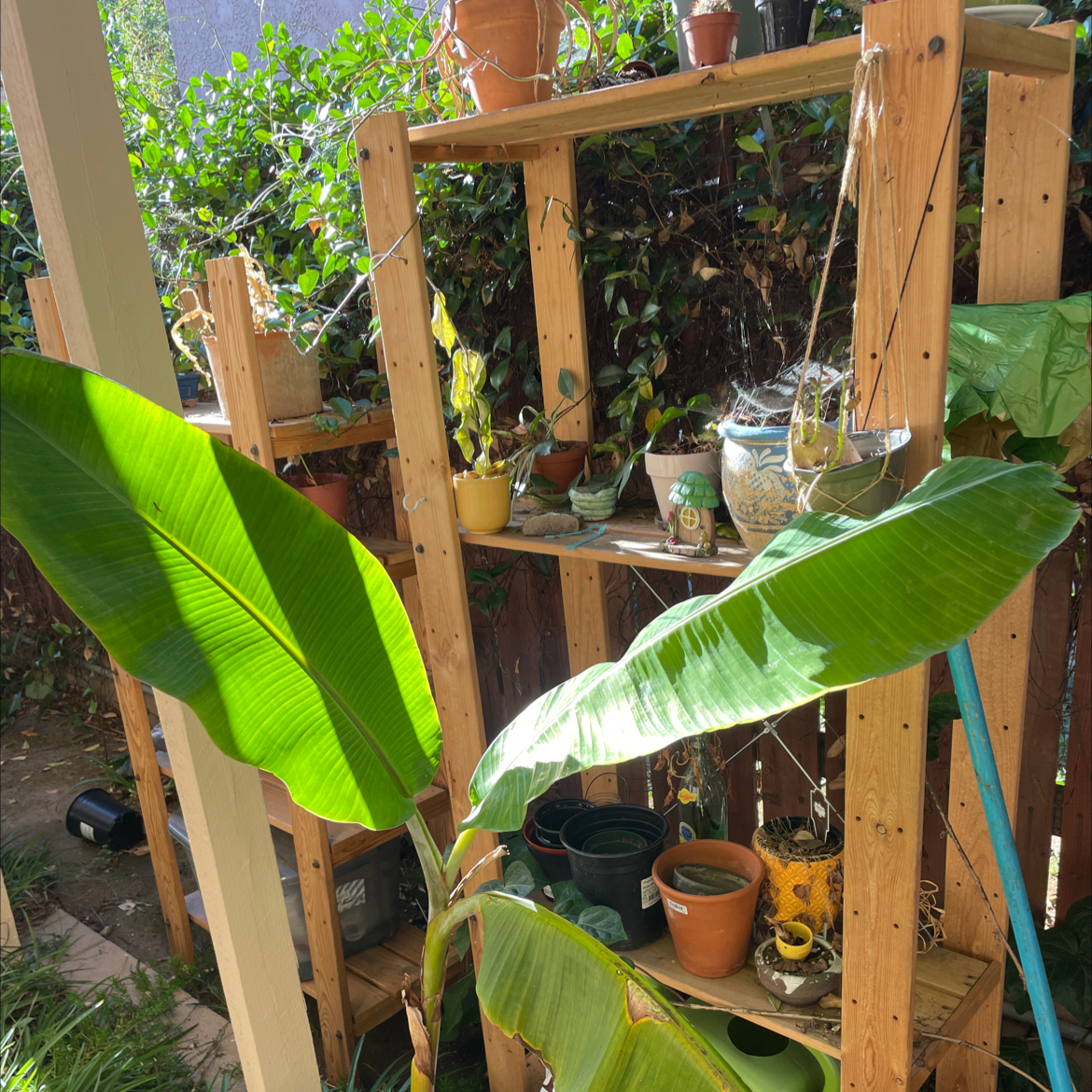 A healthy Abyssinian Banana plant with large green leaves in an outdoor garden setting.