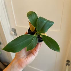 Philodendron 'Congo' plant