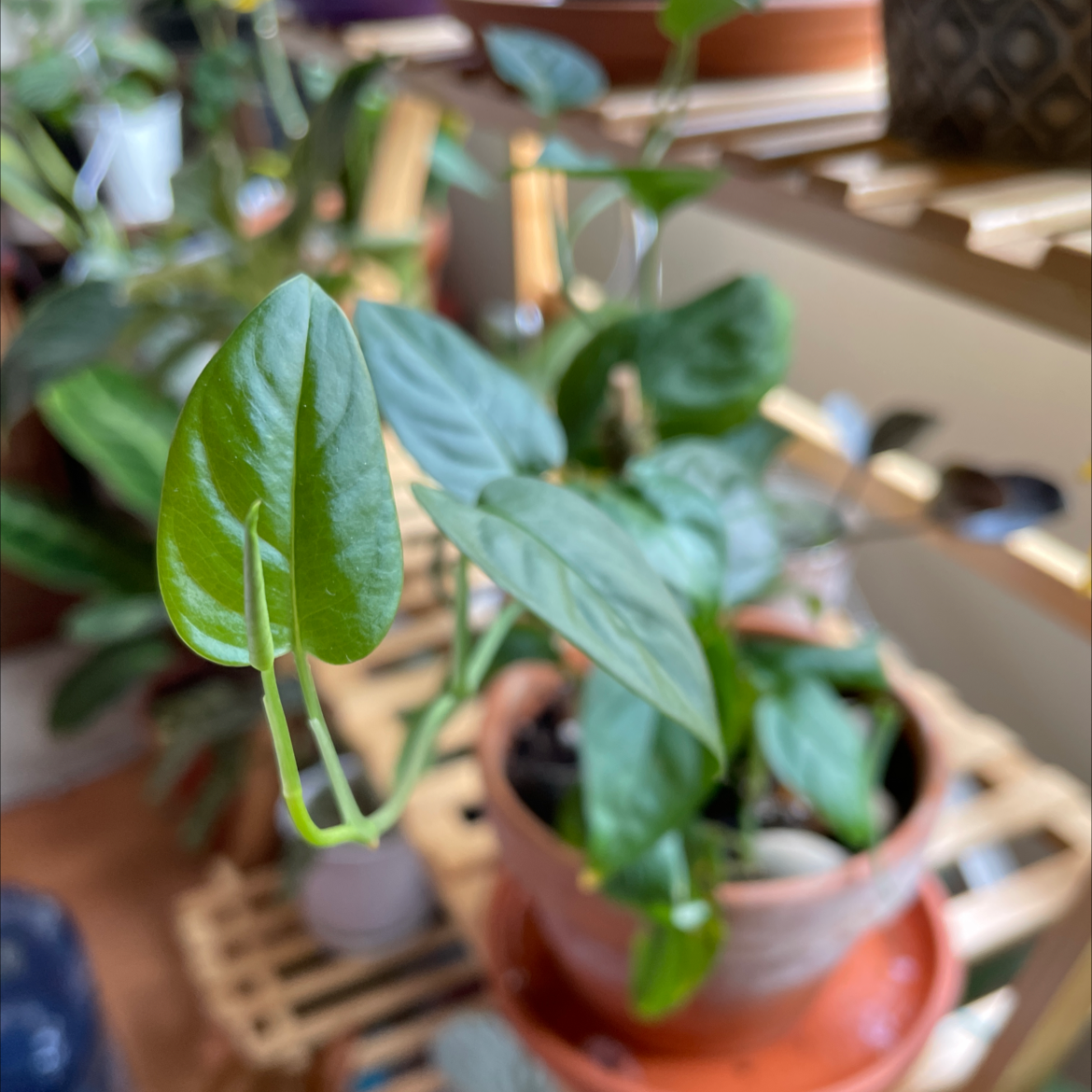 Monstera adansonii 'Laniata' plant in a pot with vibrant green leaves, on a wooden shelf.