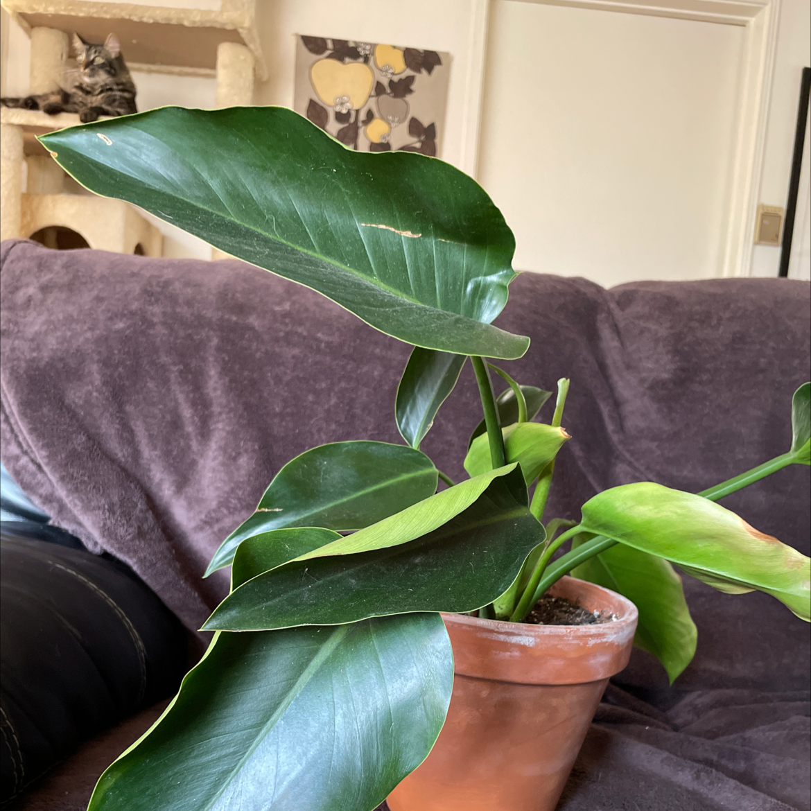 Philodendron 'Congo' plant in a terracotta pot with minor yellowing on one leaf.