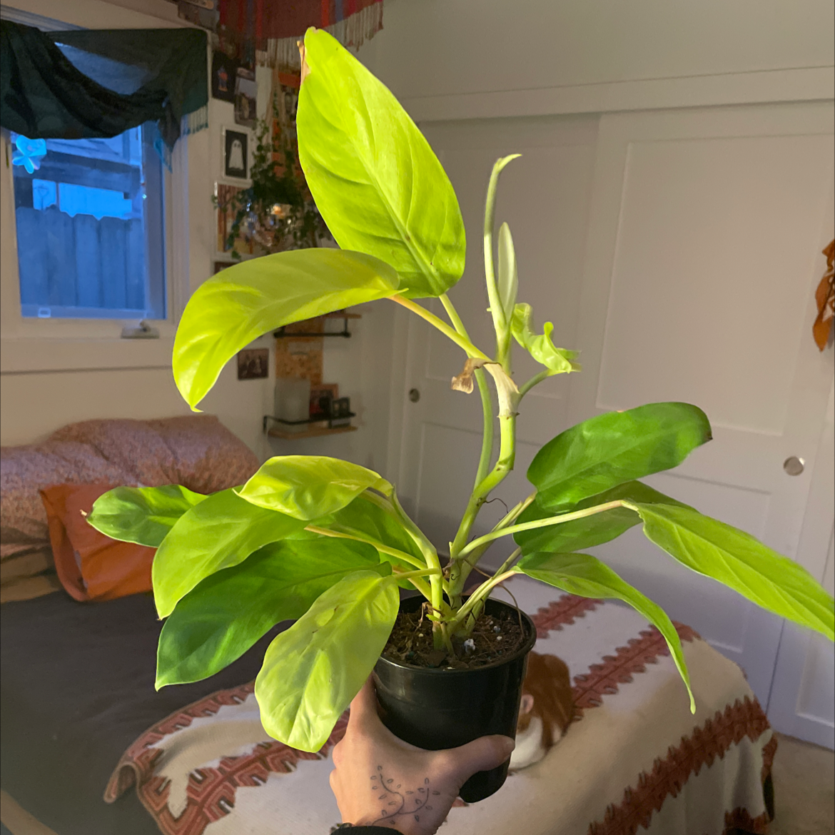 Philodendron 'Malay Gold' plant in a black pot held by a hand, indoor background.