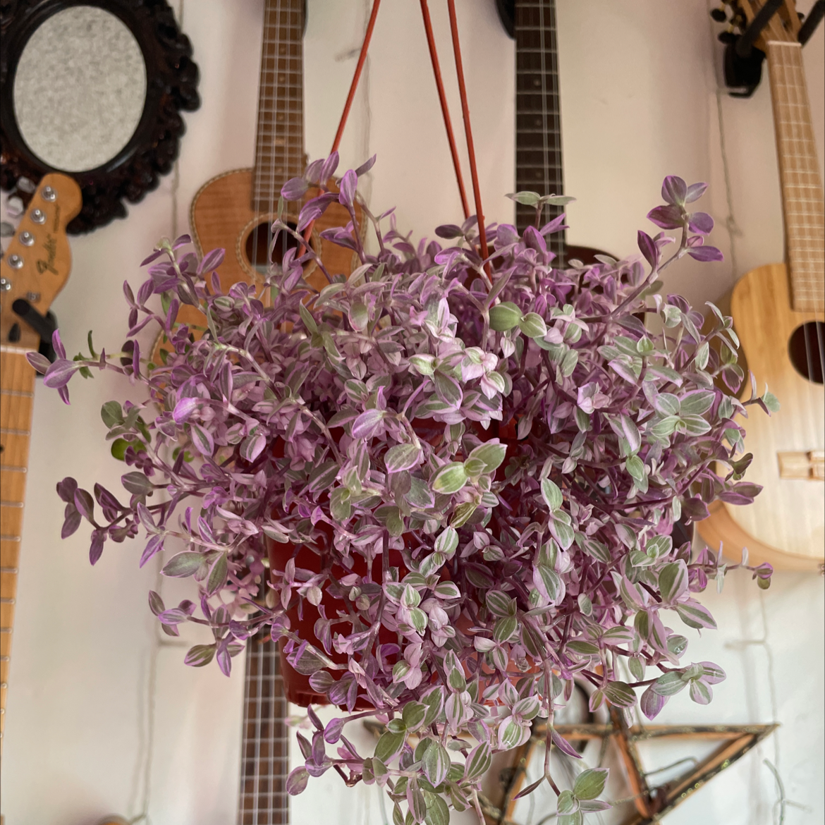 Hanging pot of Callisia Pink Panther with vibrant pink and green leaves, background includes musical instruments.