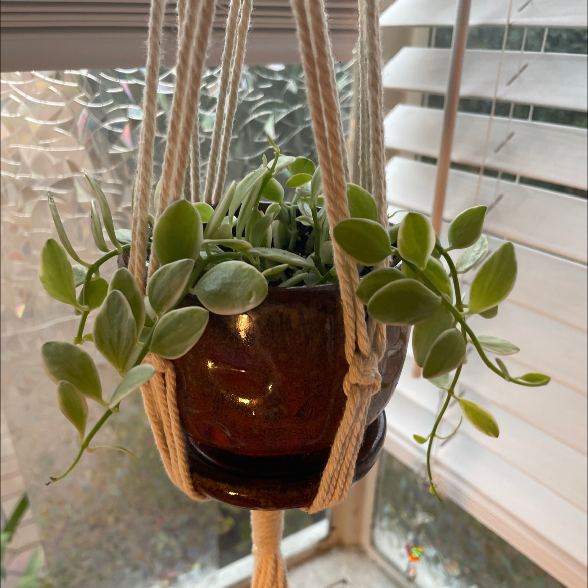 Dischidia oiantha 'Variegata' plant in a hanging pot near a window.