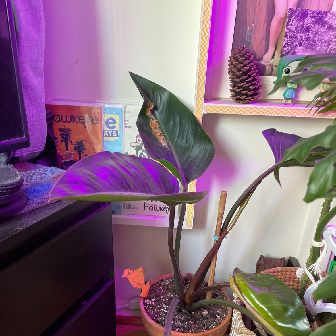 Philodendron 'Red Congo' plant in a pot with some browning leaves, visible soil, and well-framed.