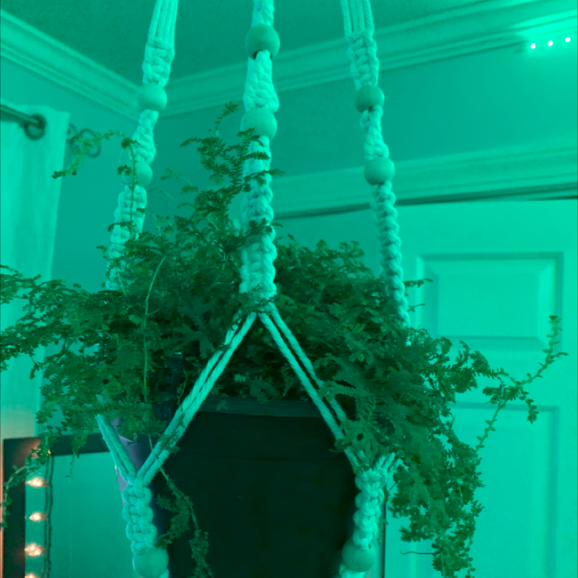 Hanging Rainbow moss, Peacock fern in a macrame holder with green lighting.