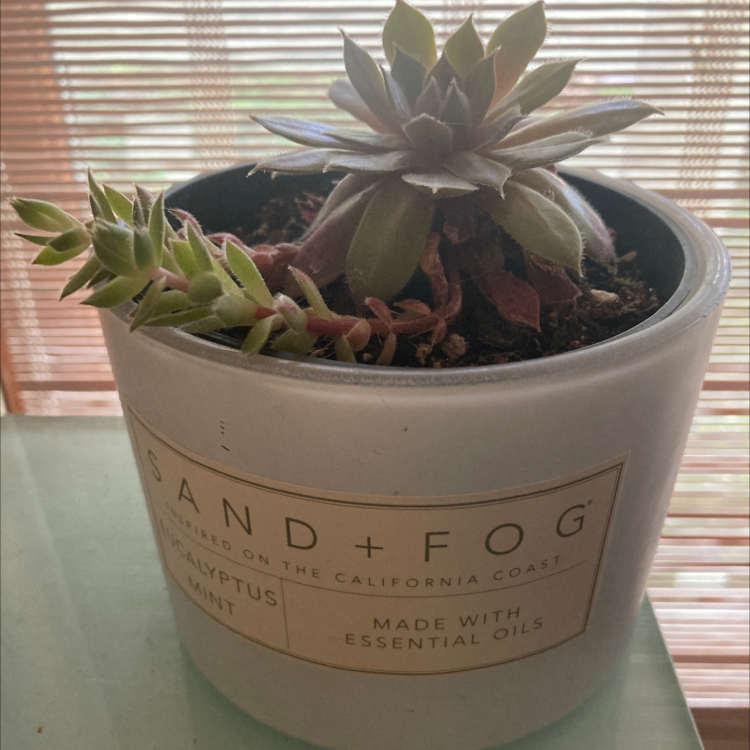 Photo of the plant species Sand Rose by @1Kyoshi1 named Thaddeus on Greg, the plant care app