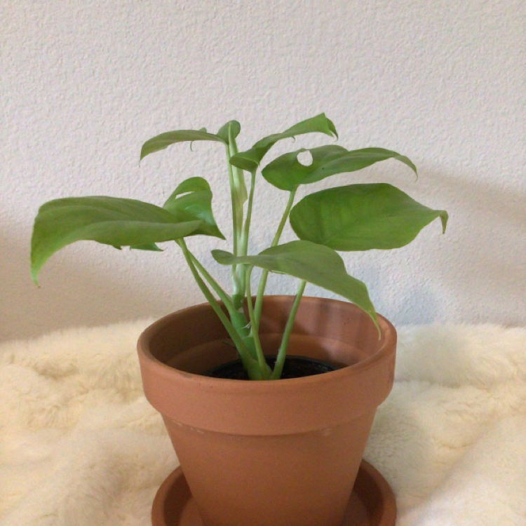 Monstera plant photo by 🍄isabelle named Monstera Deliciosa ✨ on Greg, the plant care app.