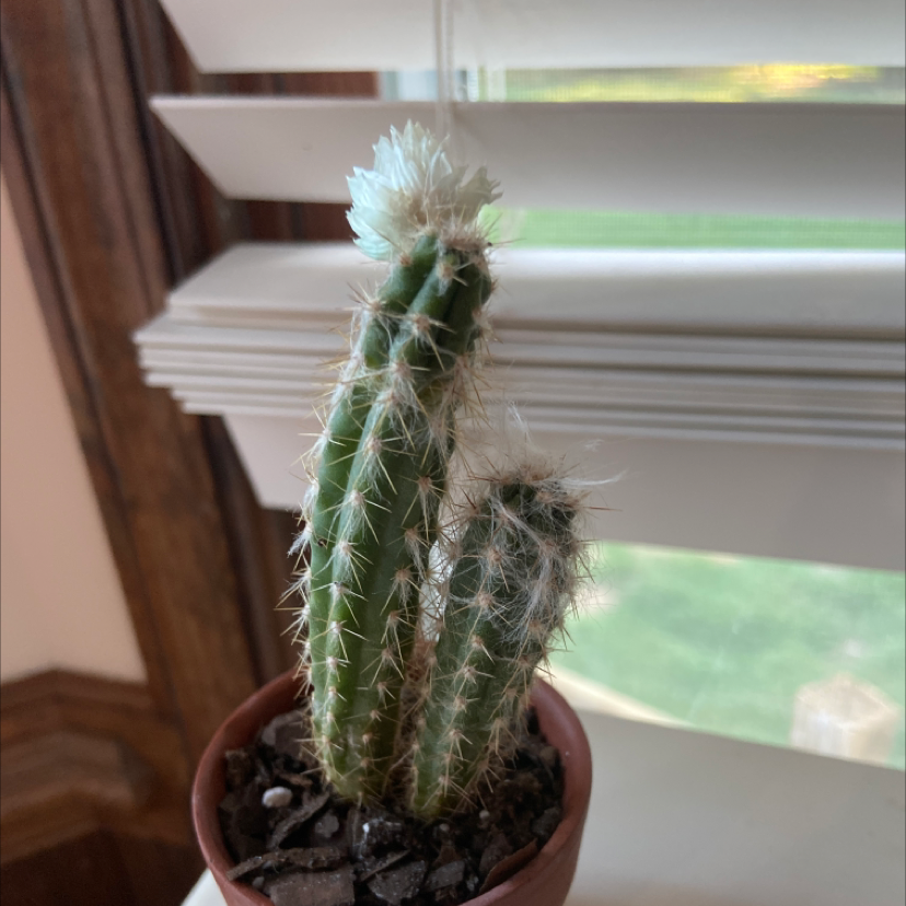Old Man Cactus plant photo by @000Kyle000 named Cactus Twins on Greg, the plant care app.