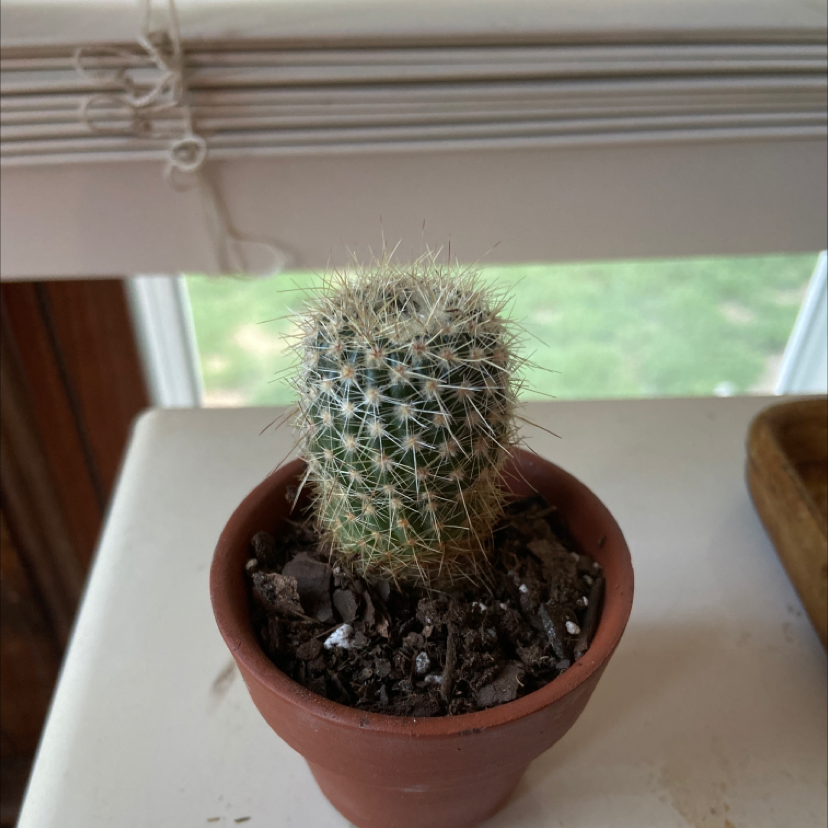 A healthy Mammillaria Formosa cactus in a terracotta pot with visible soil.
