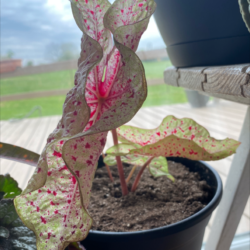 Potted Caladium 'Heart of Jesus' plant with pink and green variegated leaves. Hand holding leaf to show patterns. Healthy specimen in dark soil.