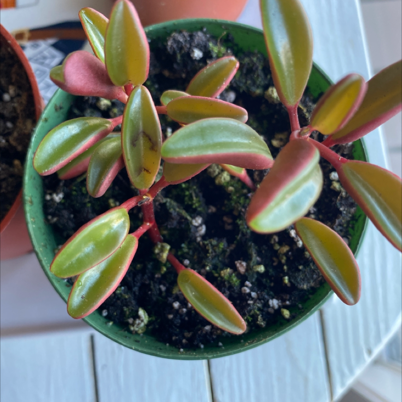 Peperomia graveolens 'Ruby Glow' plant in a small pot with vibrant red stems and green leaves.