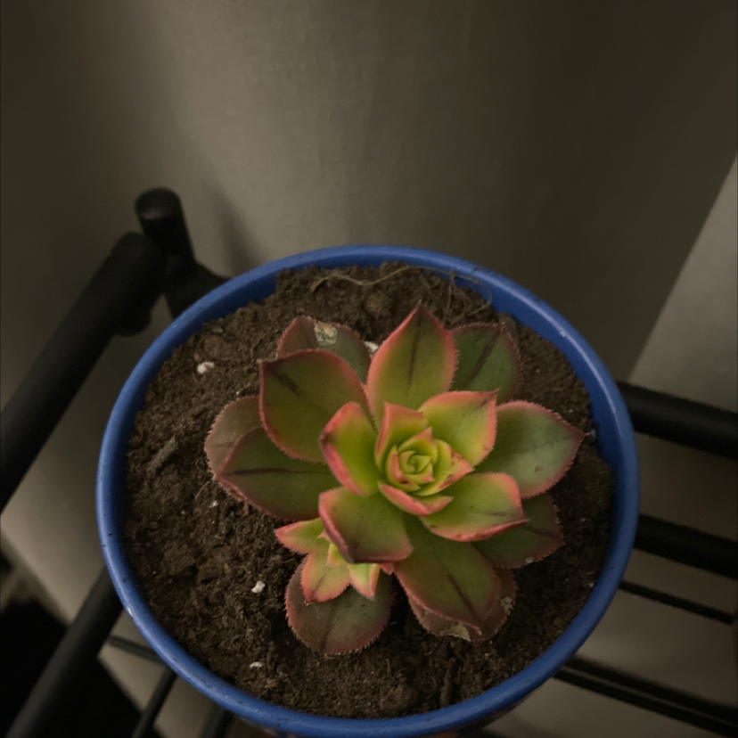 Potted Aeonium 'Kiwi' plant with green and red-edged leaves in a blue pot.