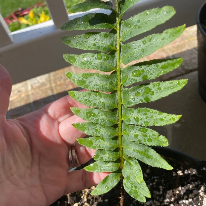 Close-up of a Christmas Fern frond with water droplets and visible soil.