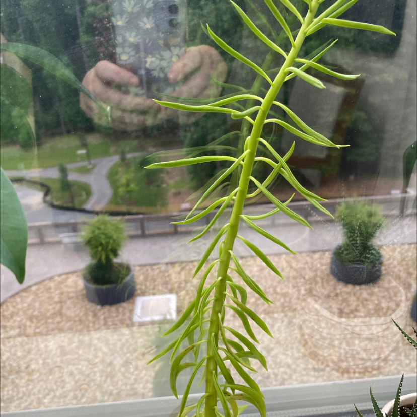 Pincushion Peperomia plant with slender stem and narrow leaves near a window.