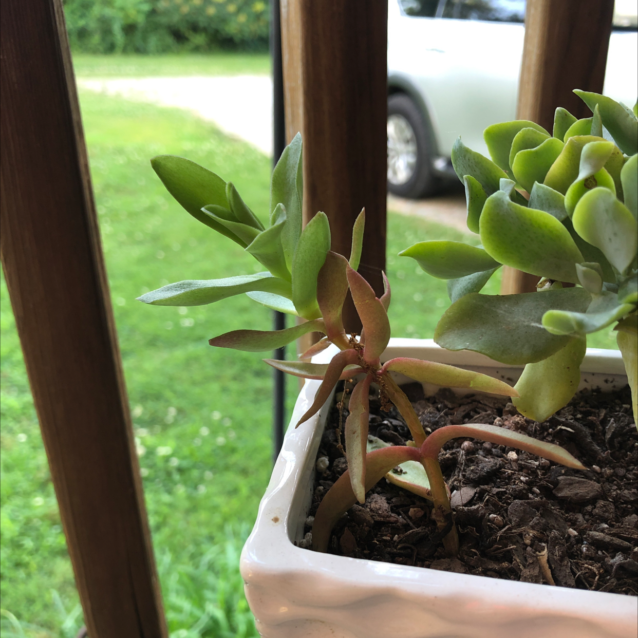 Crassula capitella 'Campfire' plant in a white pot with visible soil and healthy leaves.