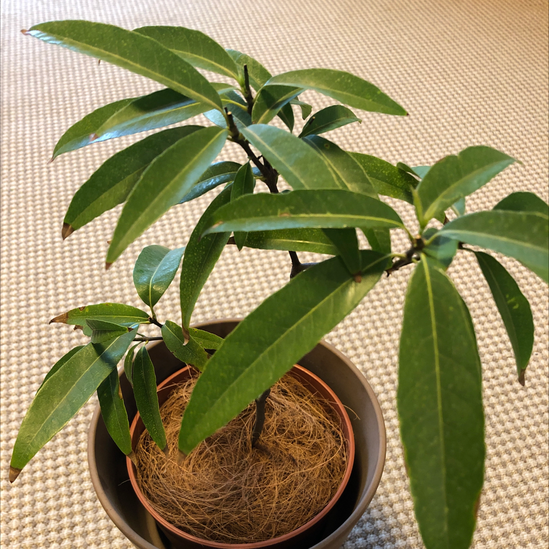 Potted Christmas Berry plant with healthy green leaves.