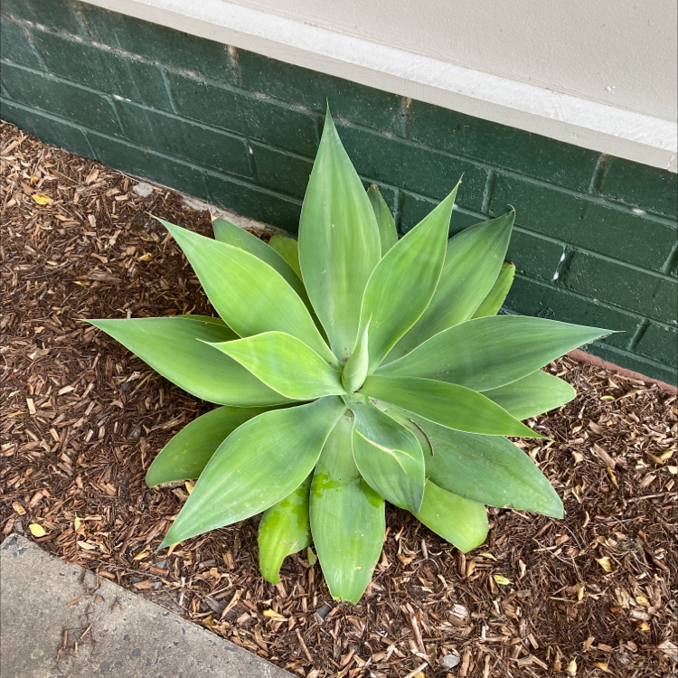 Photo of the plant species Lion's Tail Agave by Shannon named Your plant on Greg, the plant care app