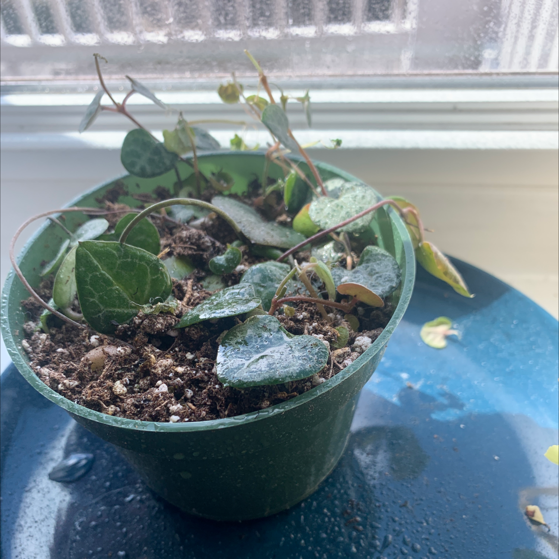 A Chain of Hearts plant with long vines and small heart-shaped leaves in a green pot, showing slight yellowing.