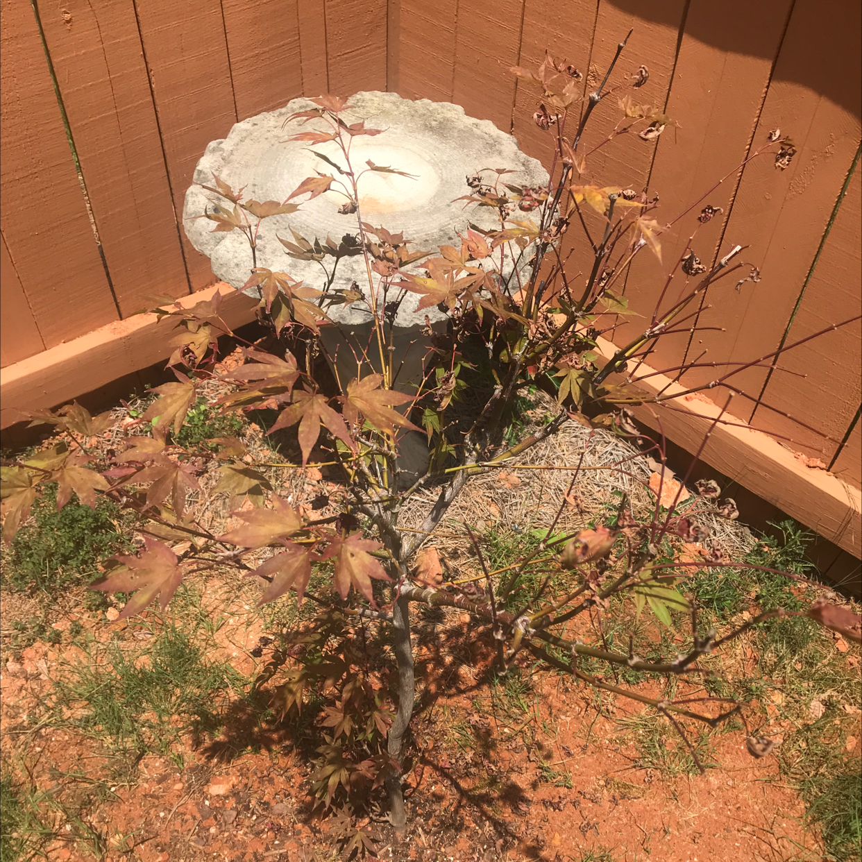 Japanese Maple plant with browning and yellowing leaves in a garden area with visible soil and a birdbath.