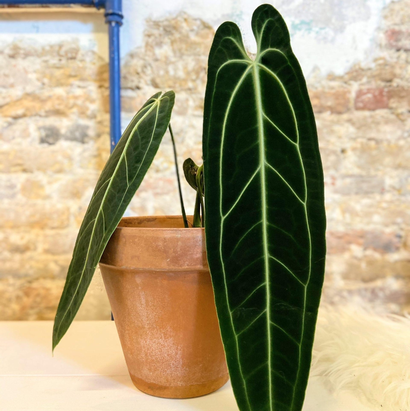 Anthurium warocqueanum plant with large, dark green leaves and prominent white veins in a terracotta pot.