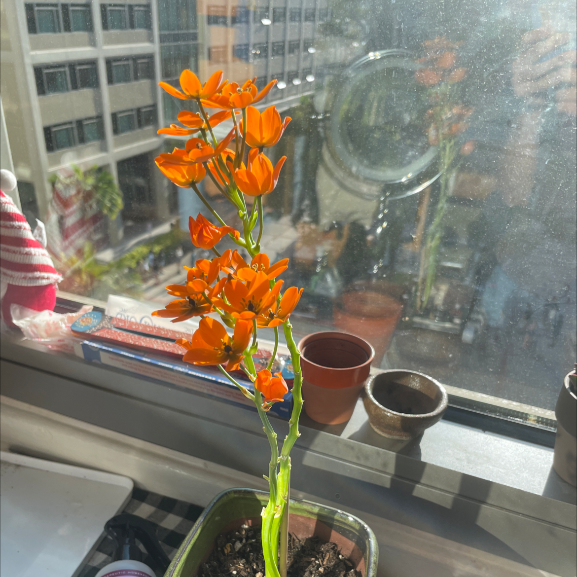 Sun Star plant with vibrant orange flowers on a windowsill, cityscape in the background.