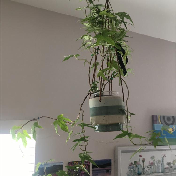 Healthy sweet potato vine with lush green foliage growing in a teal and white ceramic hanging planter in front of a white wall.