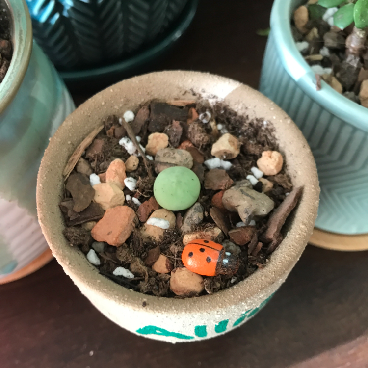 Photo of the plant species Conophytum calculus by Meghan named Conophytum Calculus on Greg, the plant care app