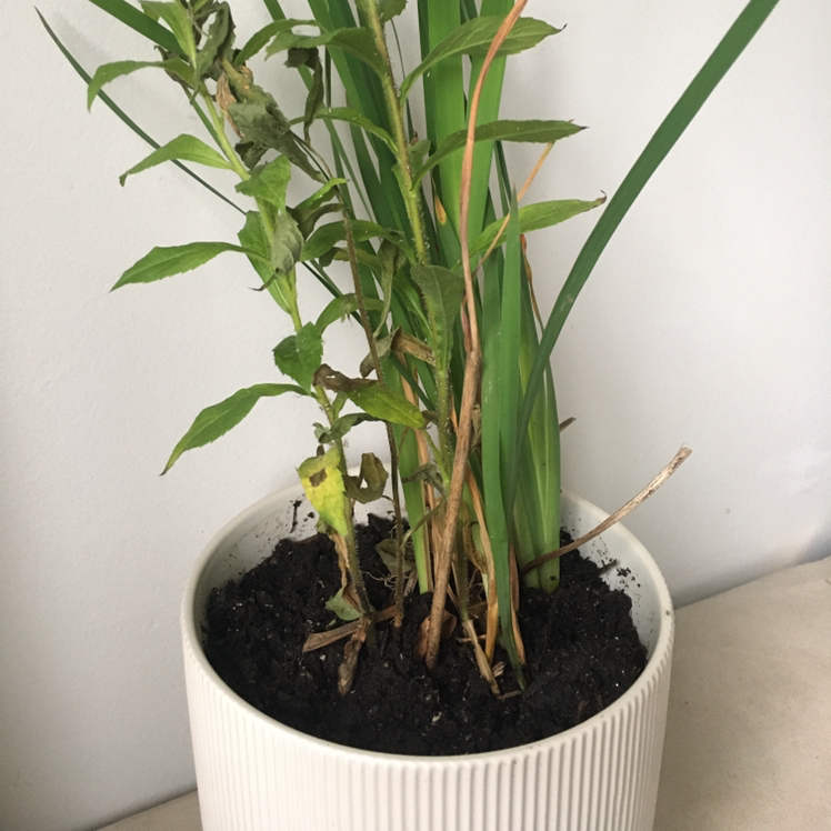 Photo of the plant species Siberian Iris by @stardust named Lill on Greg, the plant care app