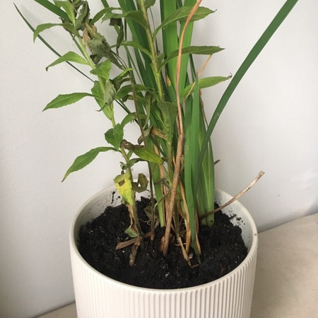 Photo of the plant species German iris by Stardust named Lill on Greg, the plant care app